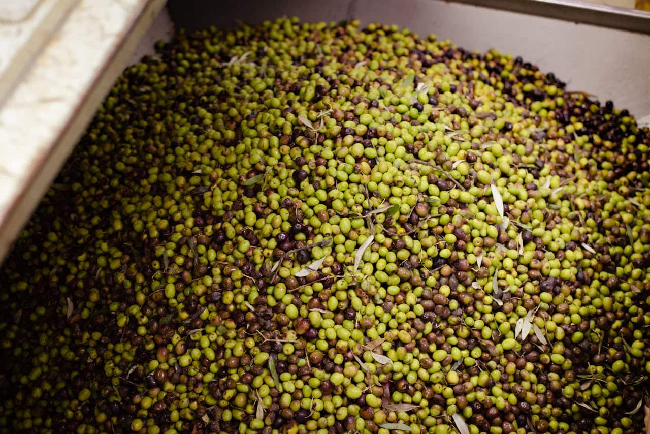 freshly harvested olives - podere treggiaia