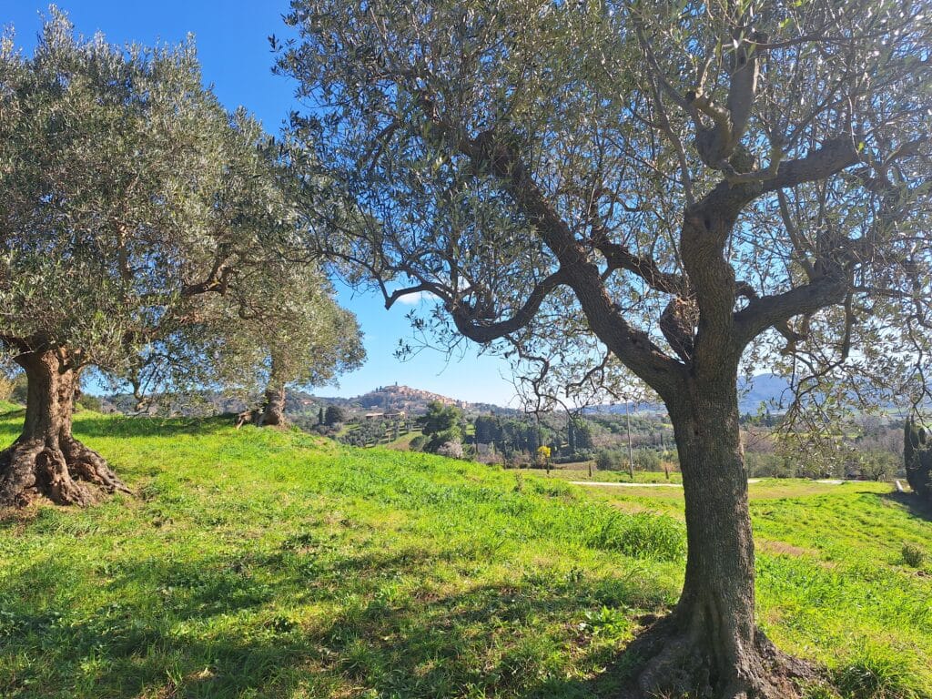 20250215_113448 olive orchard - treggiaia