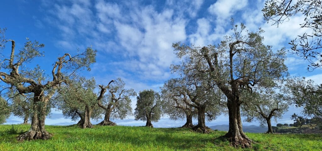 20250226_142414 pruned olive orchard - treggiaia