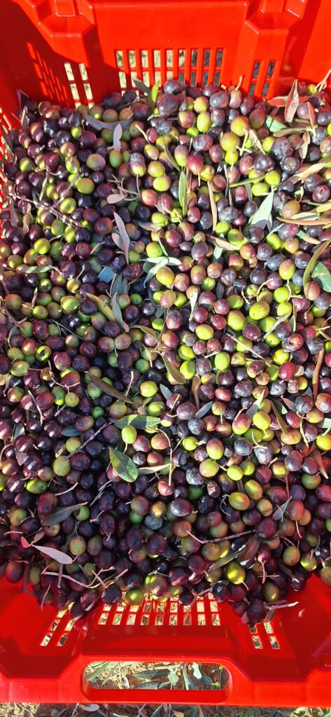 IMG-20251002-WA0010 freshly harvested olives - podere treggiaia